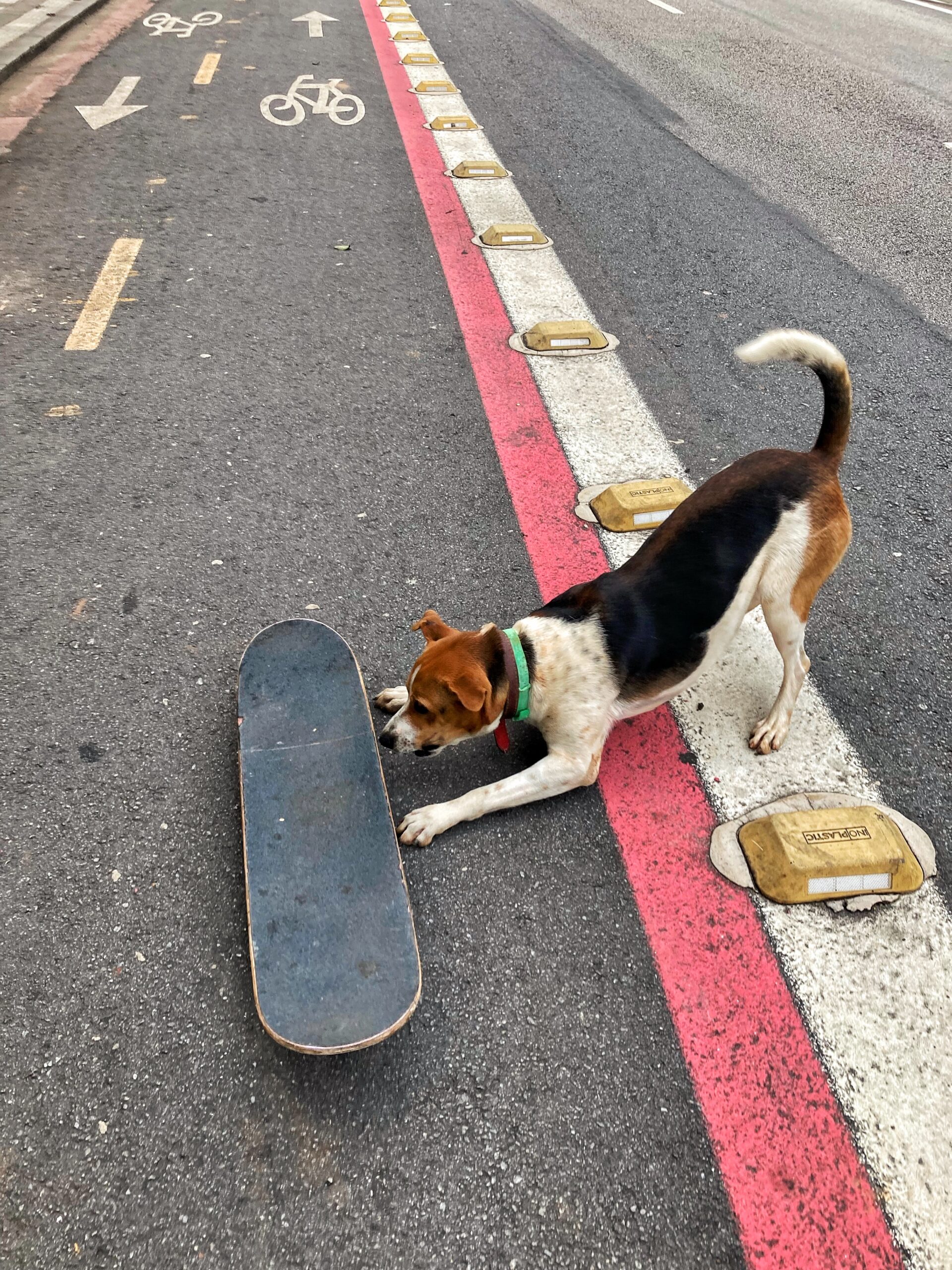 Fidelidade das ruas skate cachorro scaled